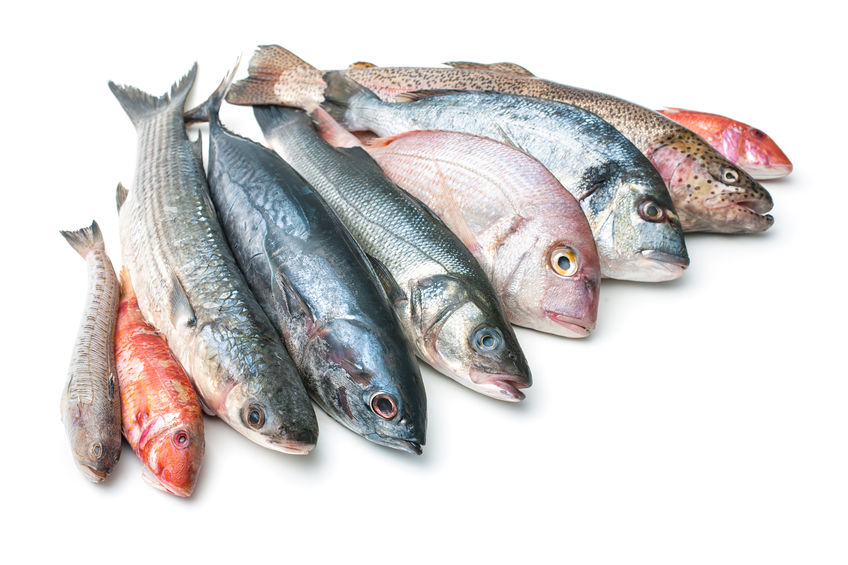 Nine different fish facing southwest with a white background