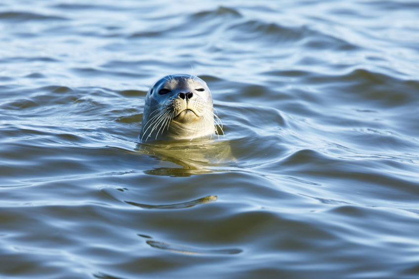 seal with one eye closed with its head above the ocean
