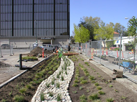 3 rows of little green plants, 2 of them have dirt around the plant and the other row has rocks surrounding the green plants; fence on the right; building behind