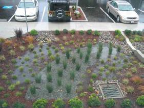 parking lot with a rain garden, which is an area of plants and mulch to capture rainwater with a rain drain