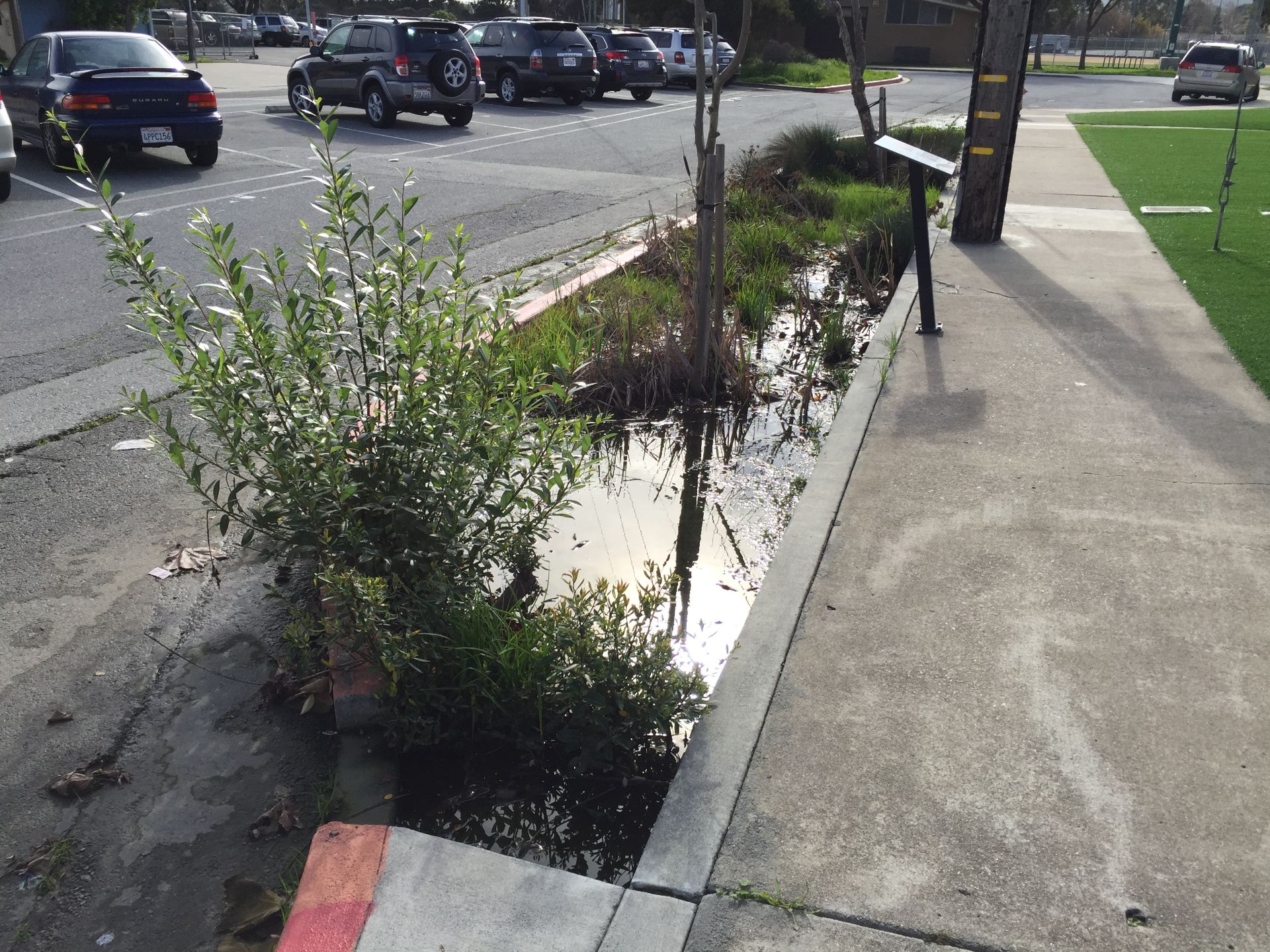 plants in between sidewalk and concrete to absorb water runoff