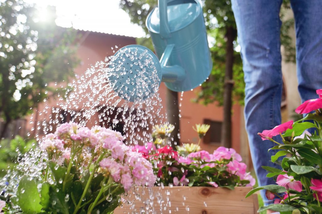 Watering plants in the garden with a watering can