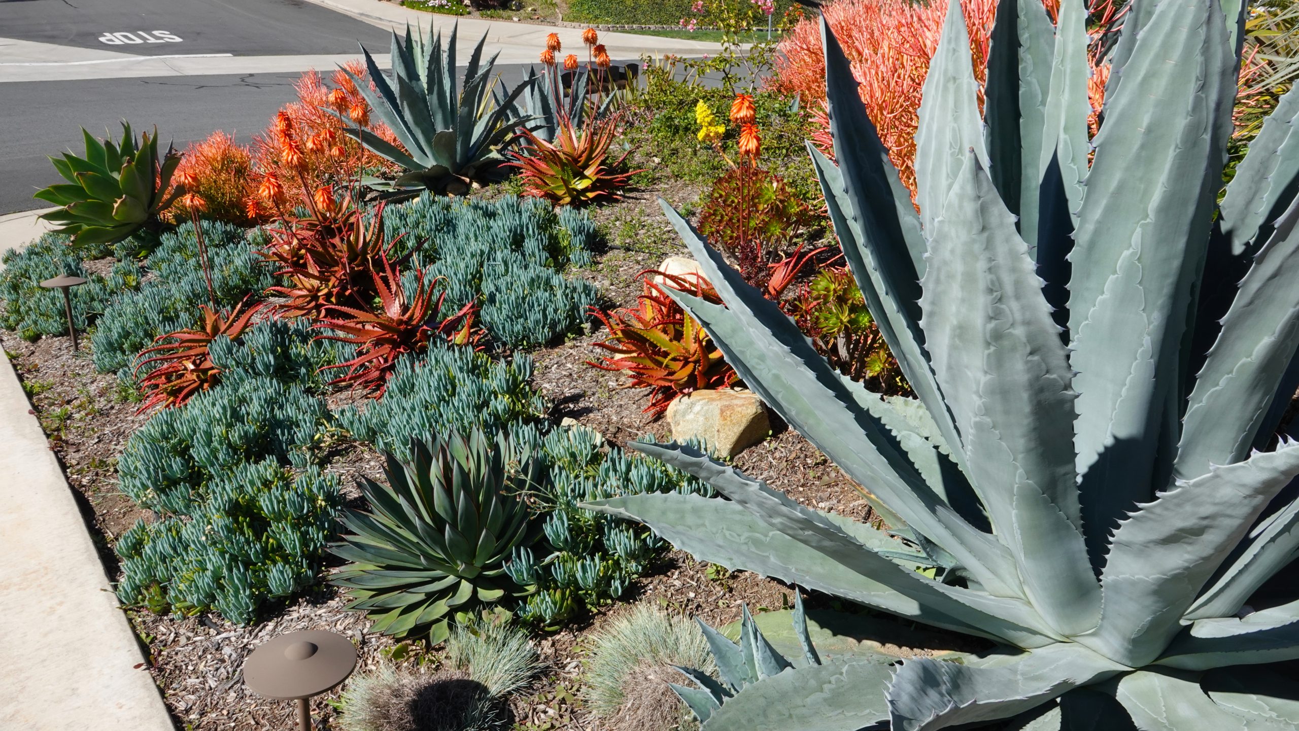 A yard with low-water green and red plants such as succulents, rocks and mulch