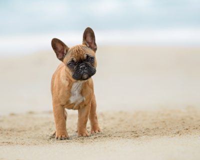 french_bulldog_at_beach