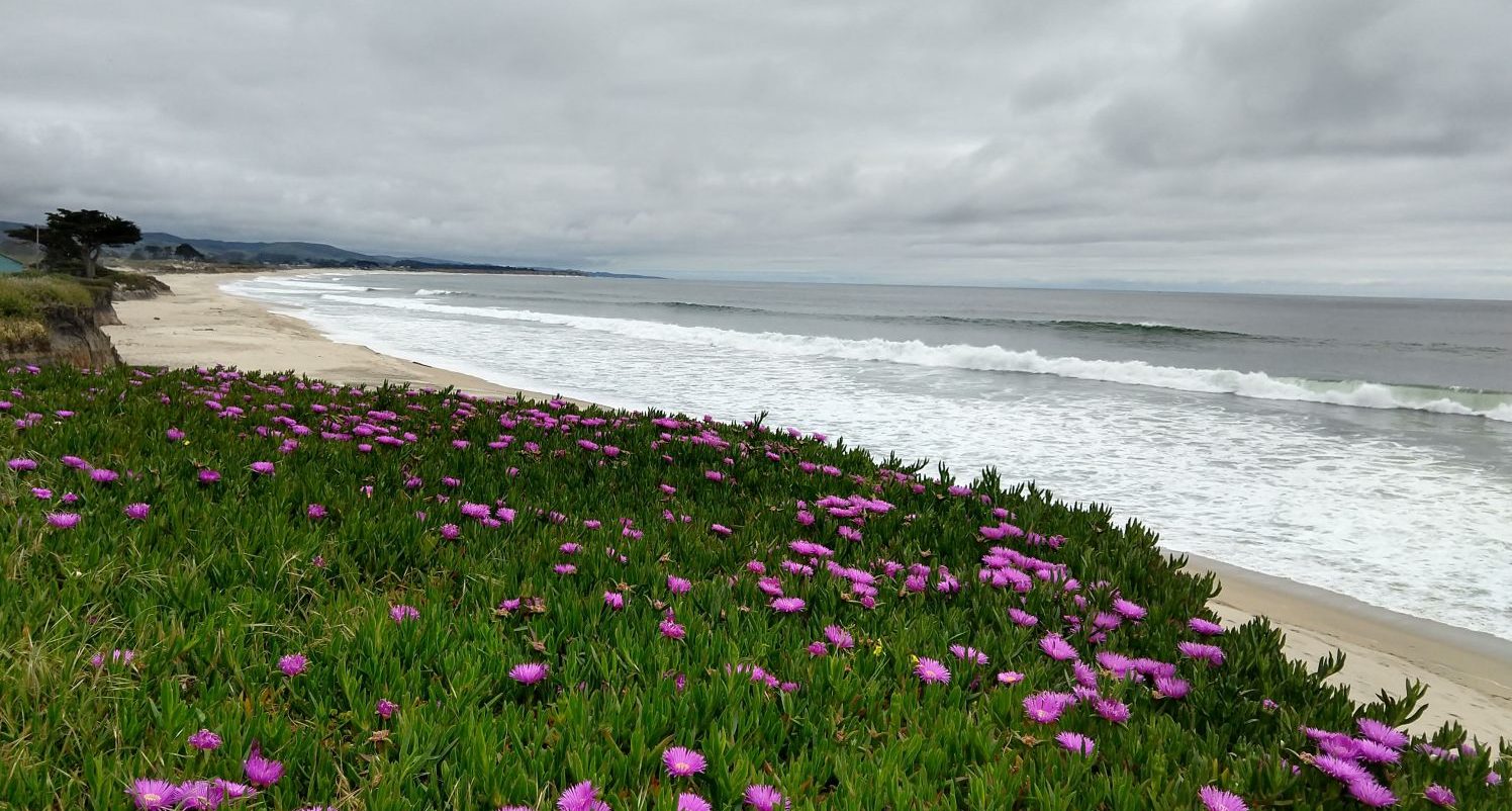 coastside image; pink flowers to the left