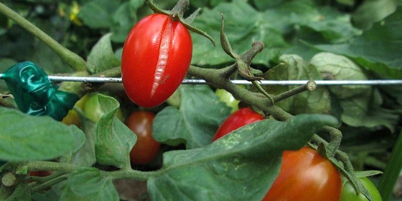 close up image of planted tomatoes