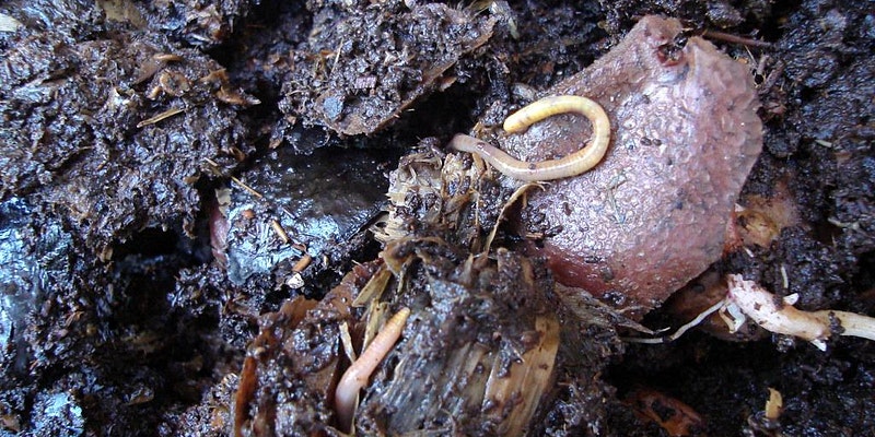 close up image of worms on compost