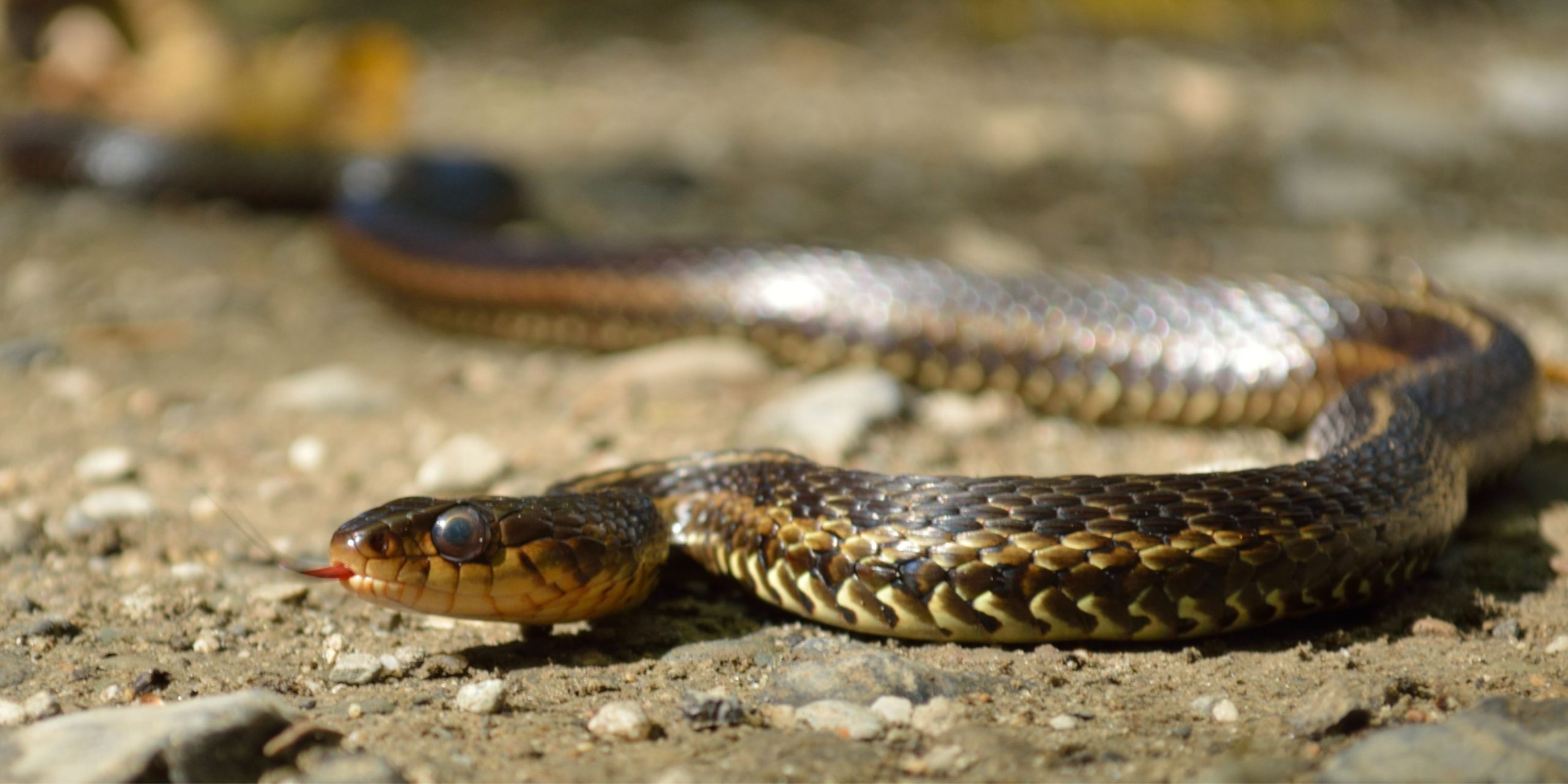 Meet The San Francisco Garter Snake Online Flows To Bay