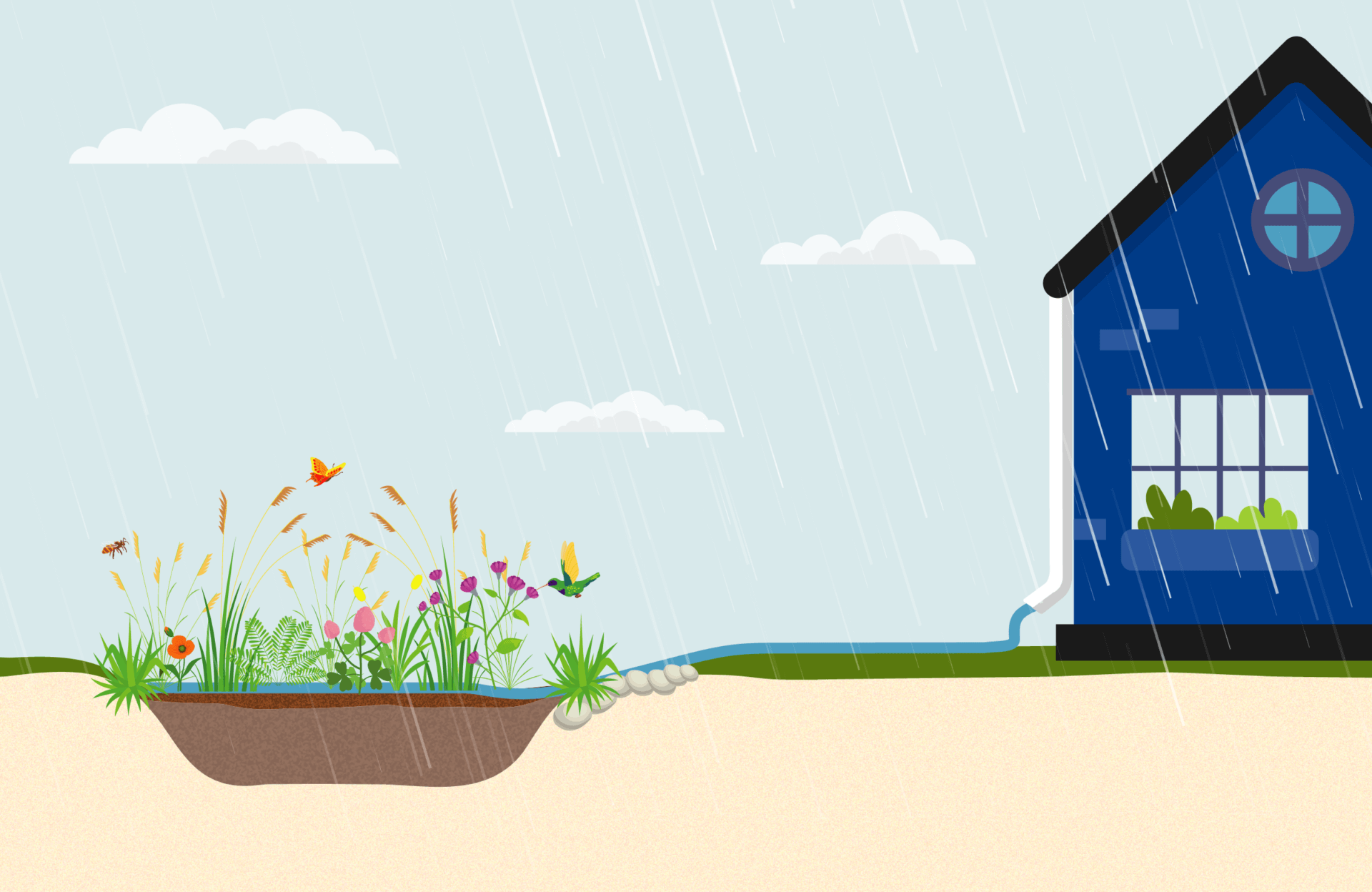Rain garden illustration